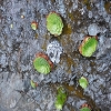 Plants: image 102 Of 208 Thumb